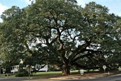 The Big Oak